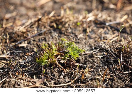 Young Shoots Of Grass Sprout On Burning After A Fire Of Grass Fire. Consequences Of A Catastrophe. S