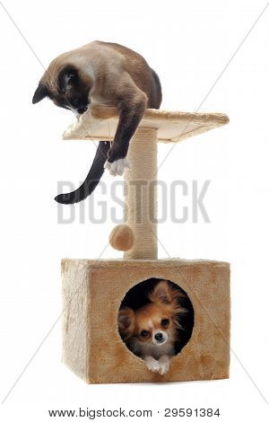 Chihuahua และแมวไทย