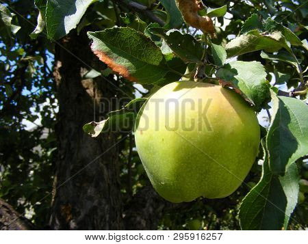 Green Apple Sort Antonovka. Healthy Vegetarian Food. Summer Nature. Fresh Fruit.