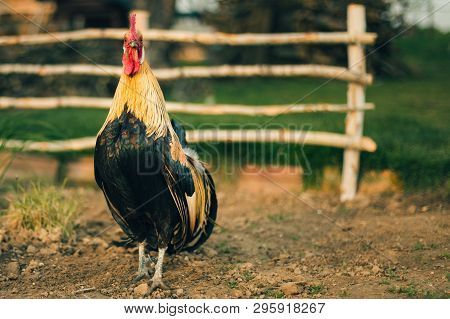 Portrait Golden Image & Photo (Free Trial) | Bigstock