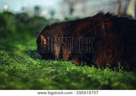 Close Up Portrait Of Tomcat (chantilly Tiffany)  Laying And Nuzzling (smelling) The Grass - On Sunse