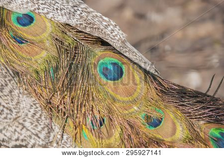 Colorful And Artistic Peacock Feathers. This Is A Macro Photo Of An Arrangement Of Luminous Peacock 