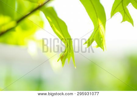 Close Up Detail Of A Fern Leaves. Fern Leaves In Tropical Rain Forest.