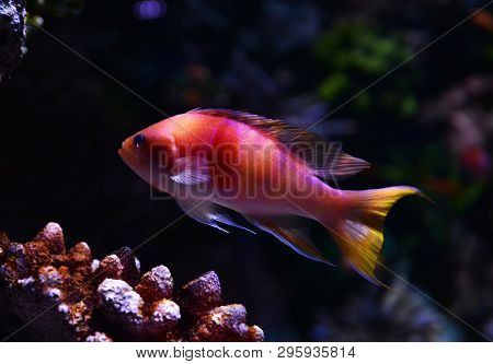 Cichlid Fish Colorful Swimming Fish Tank Underwater Aquarium