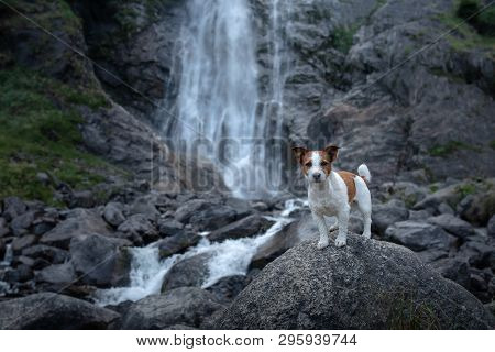 Brave Jack Russell Terrier Standing On A Stone At The Waterfall. Little Dog Near The Water In Nature