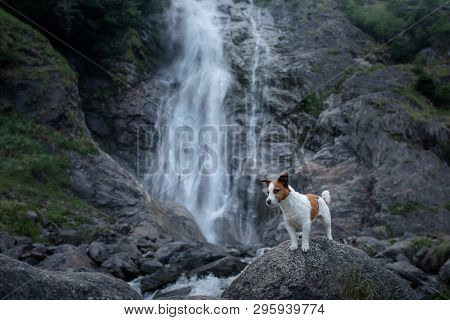 Brave Jack Russell Terrier Standing On A Stone At The Waterfall. Little Dog Near The Water In Nature