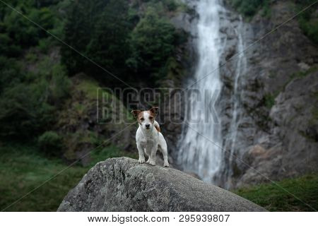 Brave Jack Russell Terrier Standing On A Stone At The Waterfall. Little Dog Near The Water In Nature