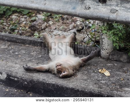 A Male Adult Monkey Playing Dead On Streetside Pedestrian With Banana Shell Beside Him.