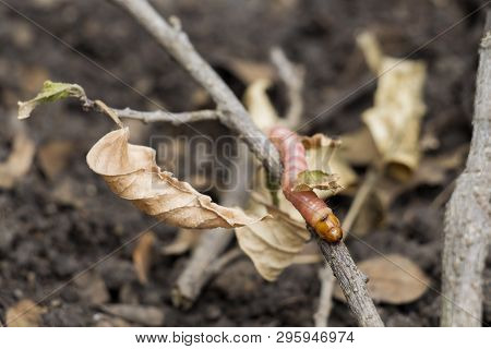 Red Zeuzera Coffeae Or Moths Stem Borer Destroy Tree, It Is Dangerous Insect Pests With Plant Diseas
