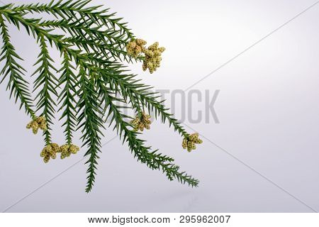 A Unique Photo Of Bright Tender Offshoot  Of A Tree Growing