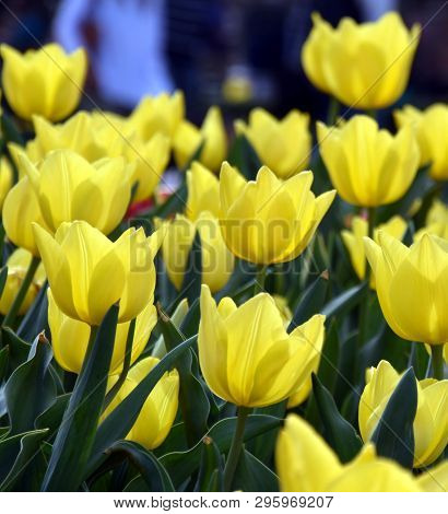 Tulip Flower. Beautiful Tulips In Tulip Field With Green Leaf Background. Group Of Yellow Tulips In 