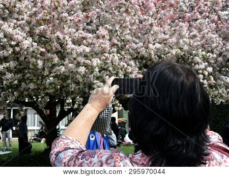 Lady Taking Photo Of Cherry Blossom In Spring Time. Rear View Of A Lady Using Her Mobile Phone To Ca