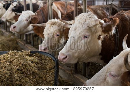 Cows Eating In Stable