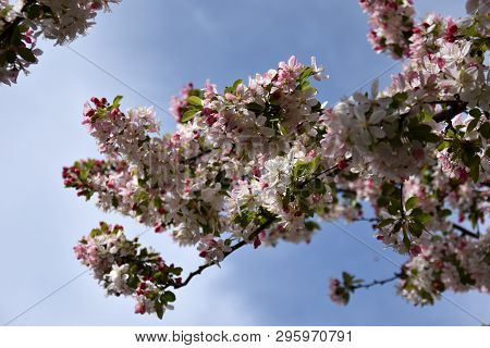 Pink White Cherry Blossom In Full Bloom. Cherry Flowers In Small Clusters On A Cherry Tree Branch. S