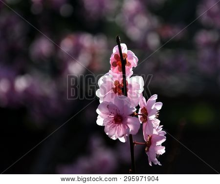 Pink Cherry Blossom In Full Bloom. Cherry Flowers In Small Clusters On A Cherry Tree Branch. Sakura 