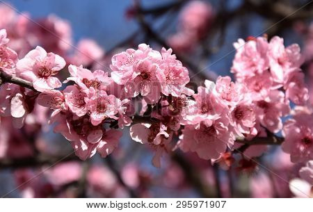 Pink Cherry Blossom In Full Bloom. Cherry Flowers In Small Clusters On A Cherry Tree Branch. Sakura 