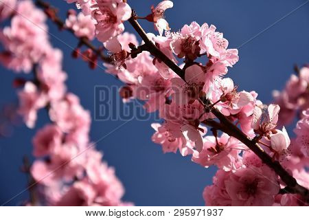 Pink Cherry Blossom In Full Bloom. Cherry Flowers In Small Clusters On A Cherry Tree Branch. Sakura 