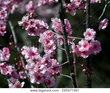 Pink Cherry Blossom In Full Bloom. Cherry Flowers In Small Clusters On A Cherry Tree Branch. Sakura 