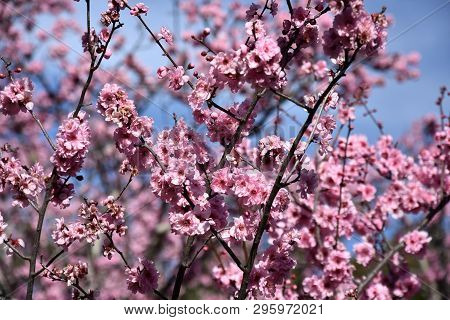 Pink Cherry Blossom In Full Bloom. Cherry Flowers In Small Clusters On A Cherry Tree Branch. Sakura 