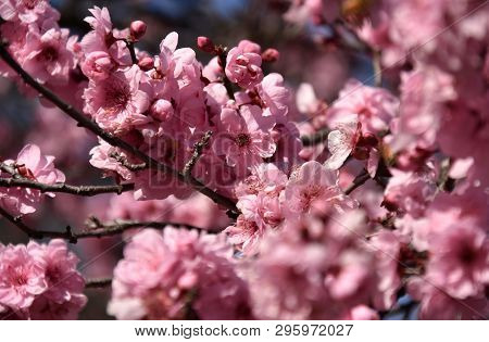Pink Cherry Blossom In Full Bloom. Cherry Flowers In Small Clusters On A Cherry Tree Branch. Sakura 