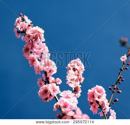 Pink Cherry Blossom In Full Bloom. Cherry Flowers In Small Clusters On A Cherry Tree Branch. Sakura 