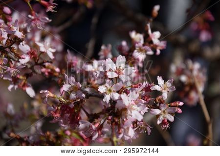 Pink Cherry Blossom In Full Bloom. Cherry Flowers In Small Clusters On A Cherry Tree Branch. Sakura 