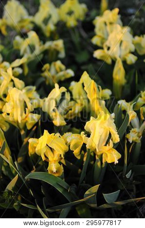 Field Of Small Yellow Iris Flowers In Sunset Light. Spring Blooming Irises Among Lush Green Grass. S