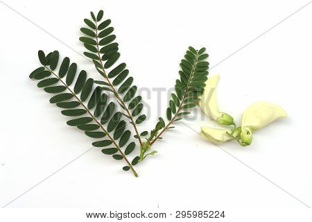 Green Agasta With Leaf : Sesbania Grandiflora , Aeschynomene , Agati Or Hummingbird Tree . Can Eat T