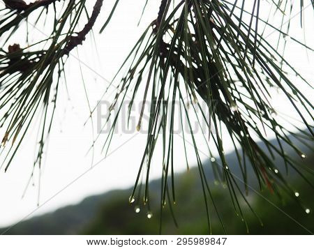 A Bright Evergreen Pine Tree Green Needles Branches With Rain Drops. Fir-tree With Dew, Conifer, Spr