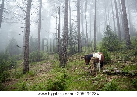 Horse In The Fog. La Rhune Mountain, France: Pottok Grazing On A Slope In The Cloud Veil