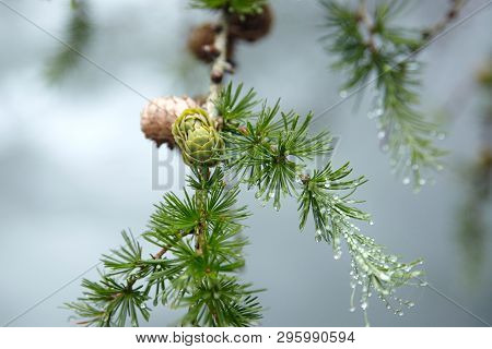 Wet Branches Of A Coniferous Tree With Dew On Green Needles In A Forest In The Fog. Flora Of The Pyr