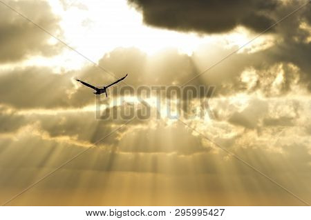 Sun Ray Heaven Bird Is A Single Soul Flying High Among Sun Beams And The Freedom And Light.