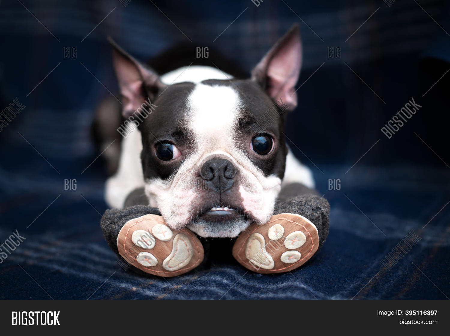 boston terrier boots