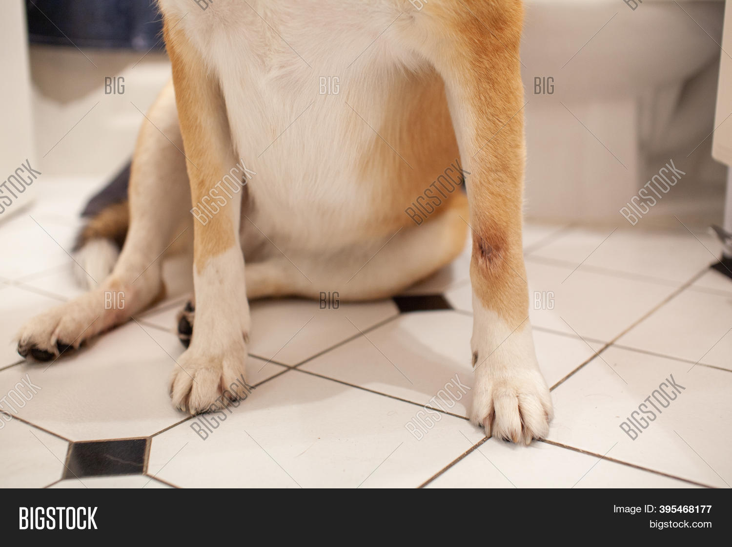 st bernard hot spots