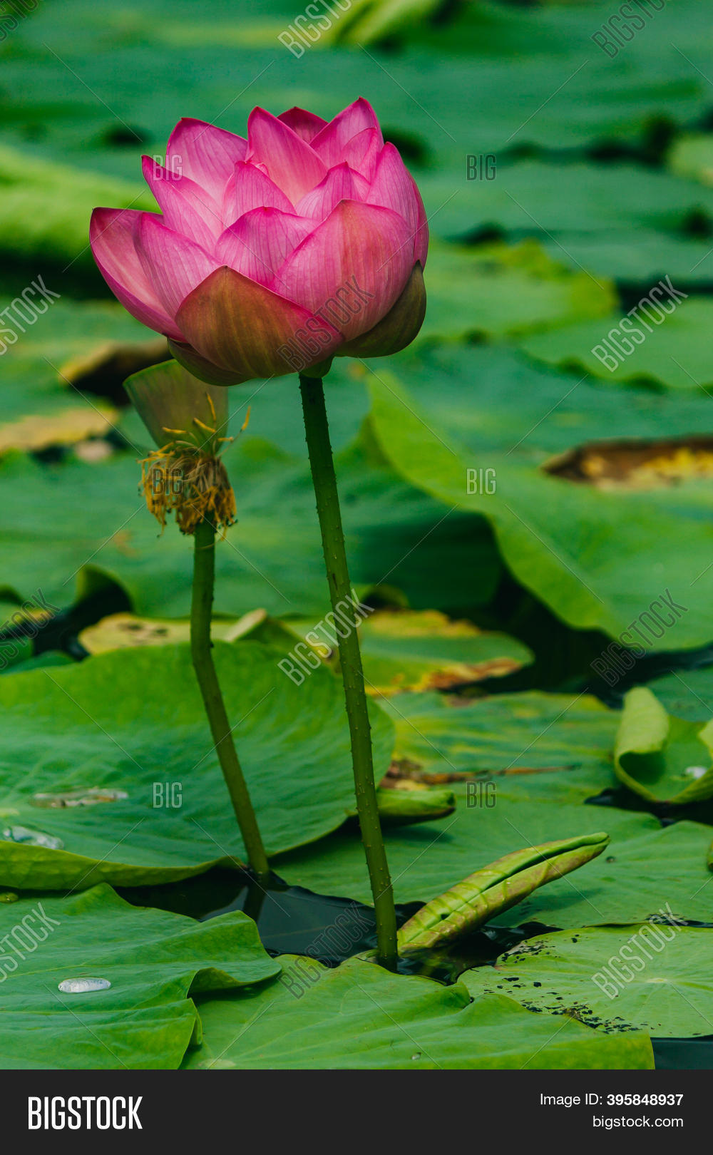 Blooming Water Lily Image & Photo (Free Trial) Bigstock