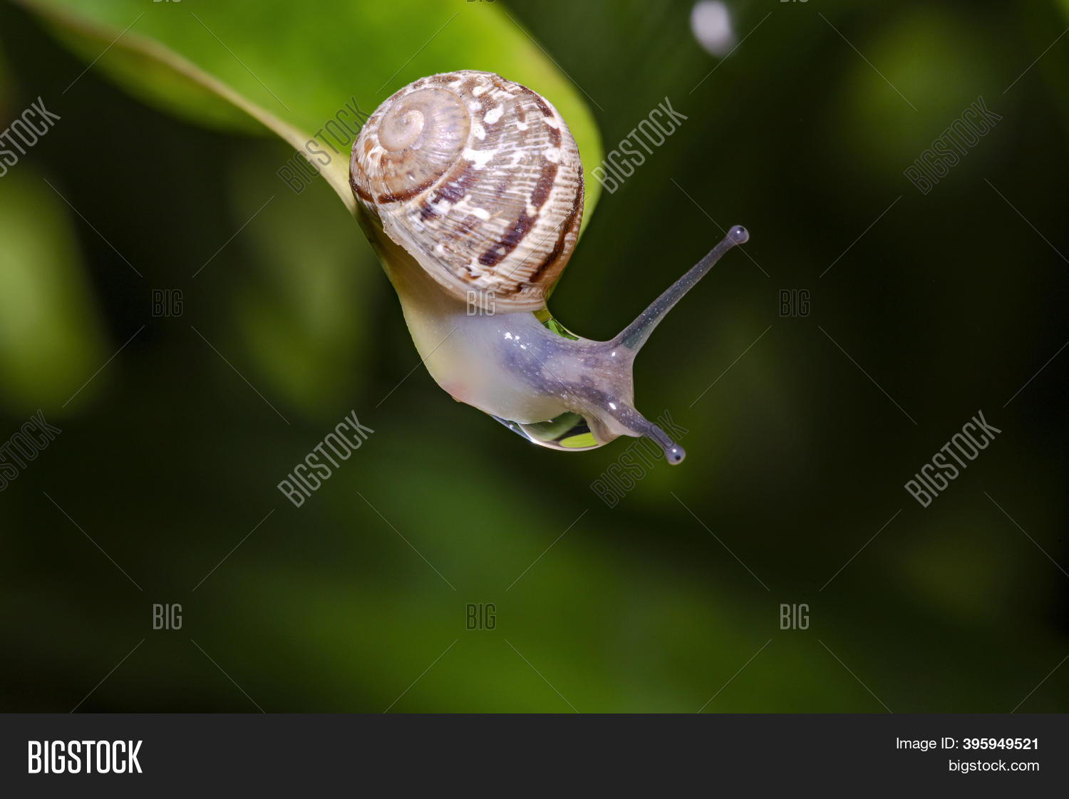 Slug Eating Lettuce Image & Photo (Free Trial) Bigstock