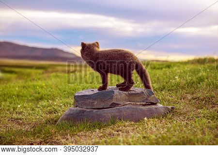 Beautiful Wild Animal In The Grass. Arctic Fox Cub, Vulpes Lagopus, Cute Animal In The Nature Habita
