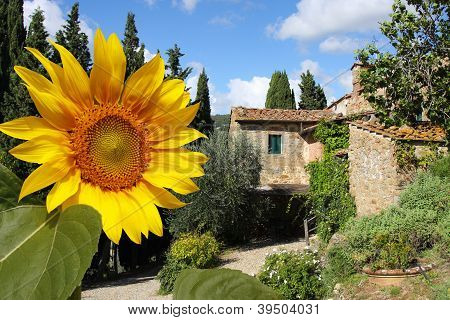 Chianti vineyard landscape in Tuscany, Italy