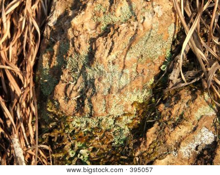 Mossy Rock