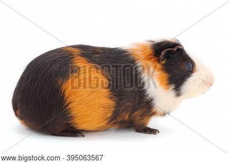 Guinea Pig Isolated On White Background. Funny, Guineapig.