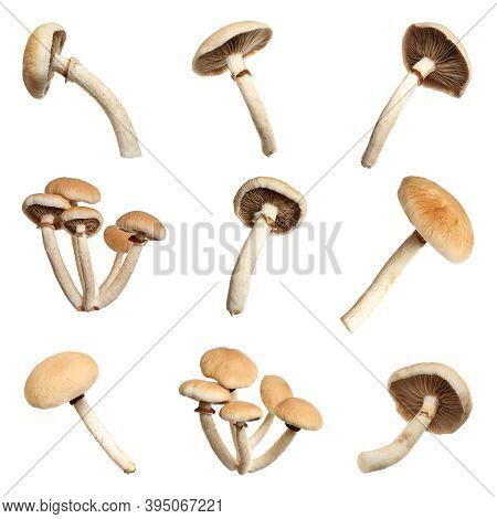 Set Of Fresh Pioppini Mushrooms On White Background