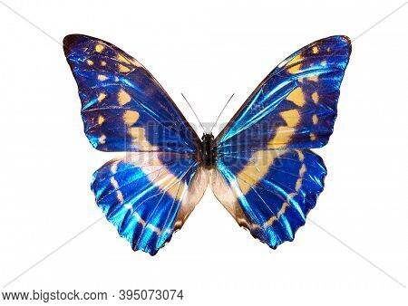 Morpho cypris - Common name Blue Morpho - French name Papillon Morpho Blue butterfly Isolated with clipping path on white background