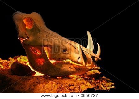 Warzenschwein Schädel von beleuchtet innerhalb