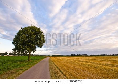 乡村道路与 Farmlandscape 中的树