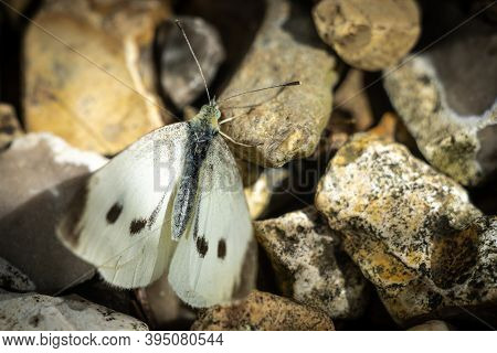 A Cabbage White Butterfly On Gravel, Landscape Orientation