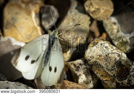 A Cabbage White Butterfly On Gravel, Landscape Orientation