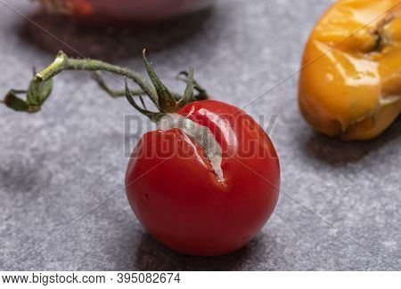 Disease Of Tomato Fruits By Phytophotogen. Red Cherry Tomato With White Mucor. Mold On The Tomato Cl