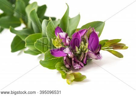 Polygala Myrtifolia Flower Isolated On White Background