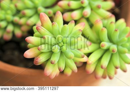 Colorful Sedum Rubrotinctum Succulent Plant In The Garden