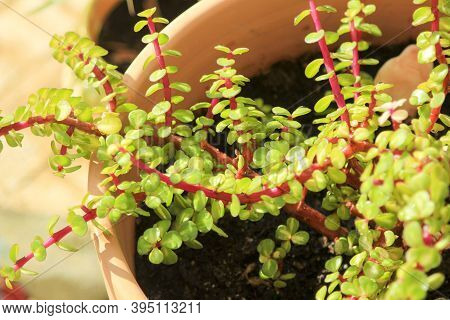 Beautiful Portulacaria Afra, Elephant Bushes Under The Sun